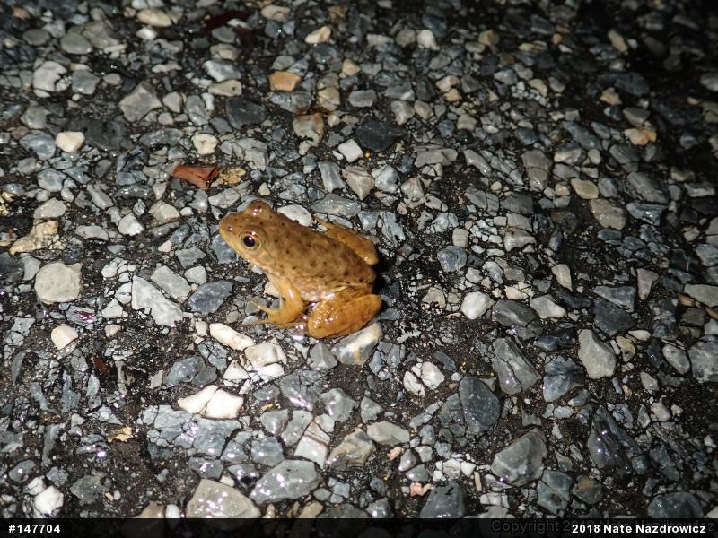 American Bullfrog