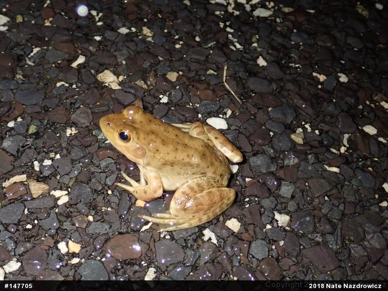 American Bullfrog