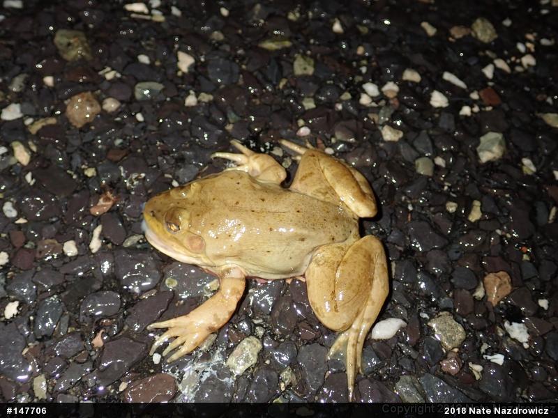 American Bullfrog