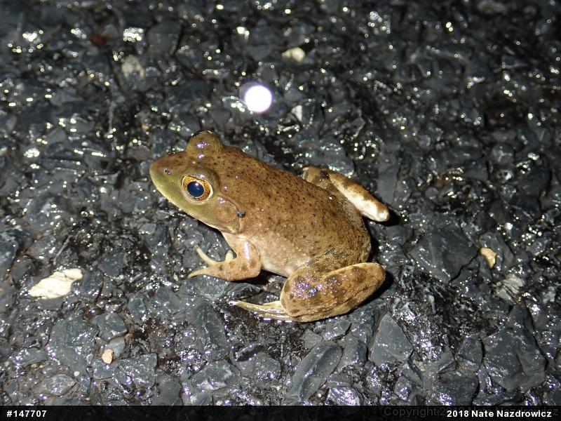 American Bullfrog
