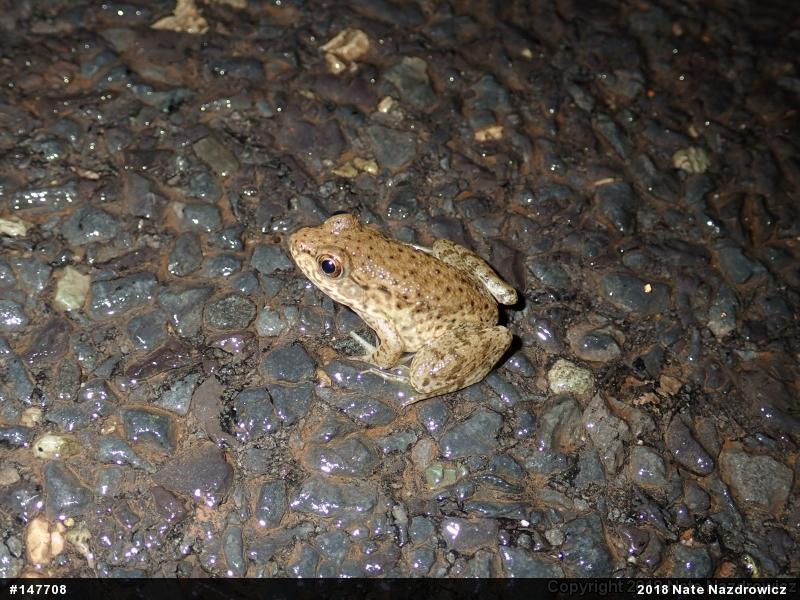 Green Frog