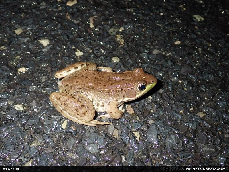 Green Frog
