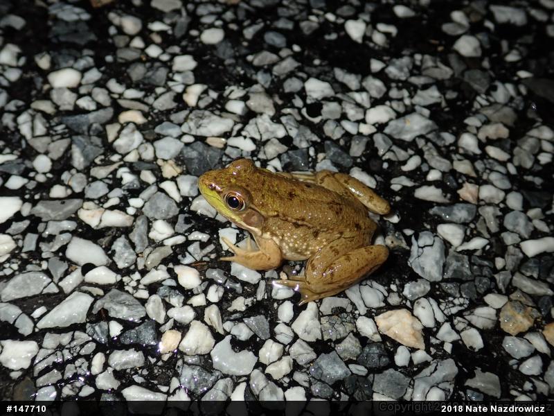Green Frog