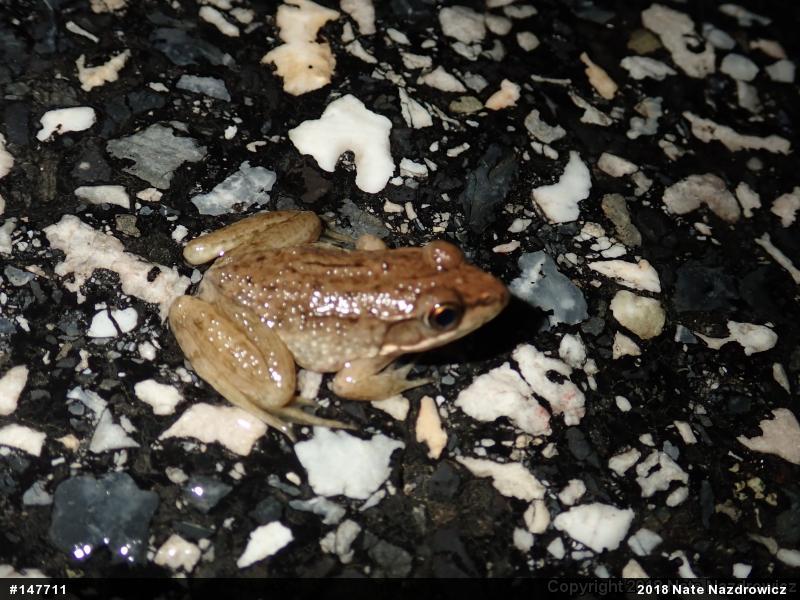 Green Frog