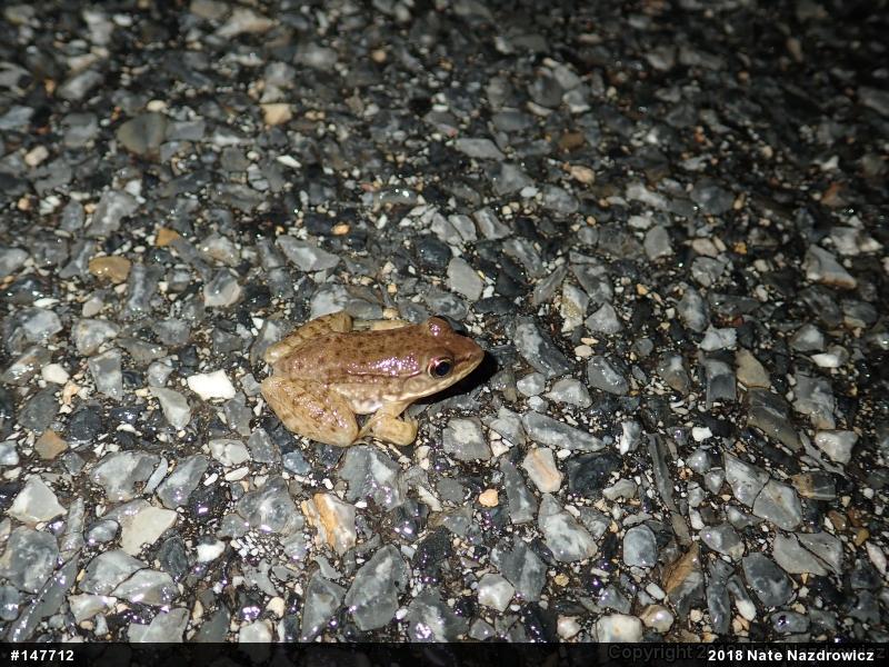 Green Frog