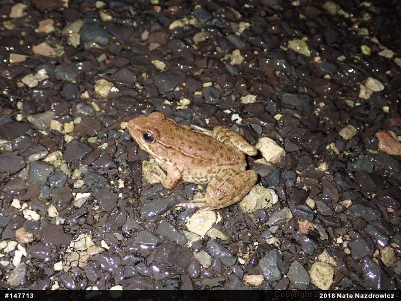 Green Frog
