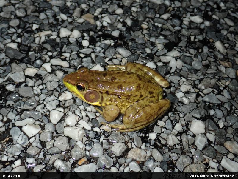 Green Frog