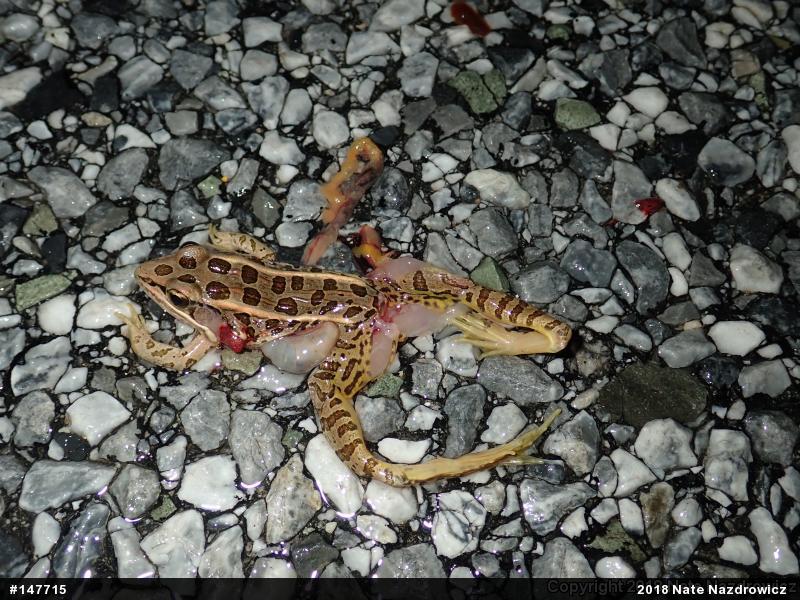 Pickerel Frog