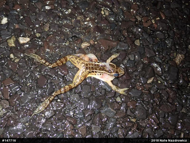 Pickerel Frog