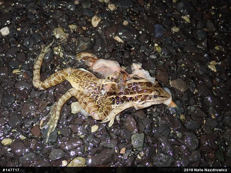 Pickerel Frog
