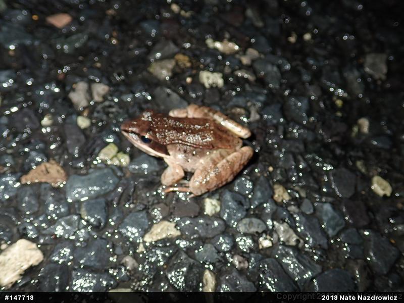 Wood Frog