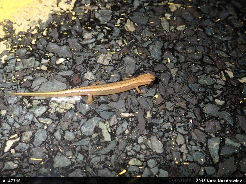 Northern Two-lined Salamander