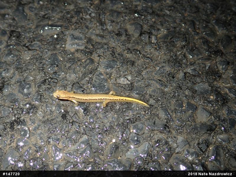 Northern Two-lined Salamander
