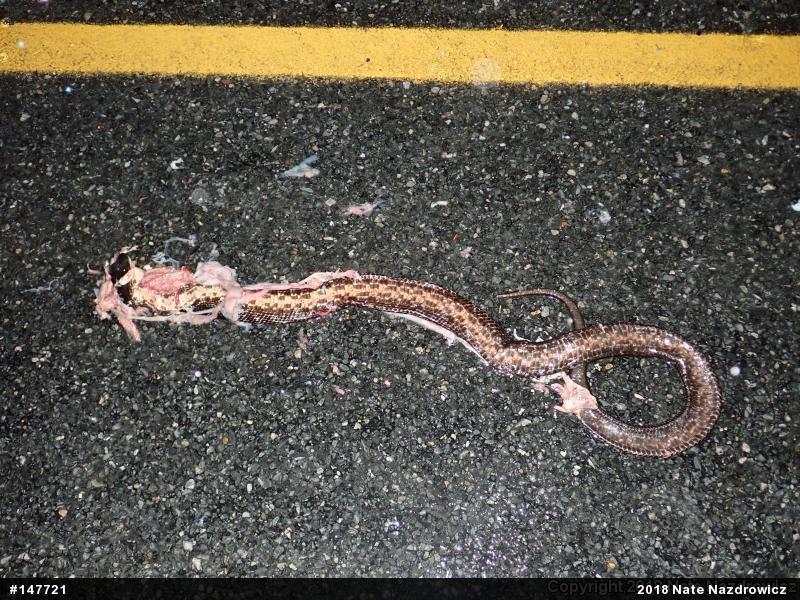 Eastern Ratsnake