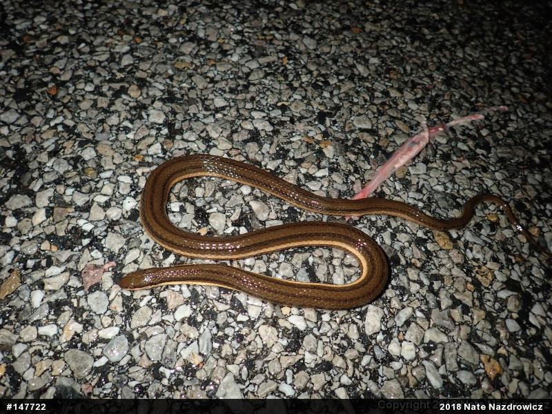 Queensnake