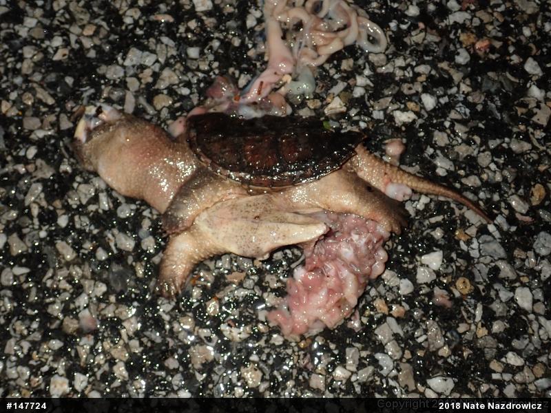 Snapping Turtle