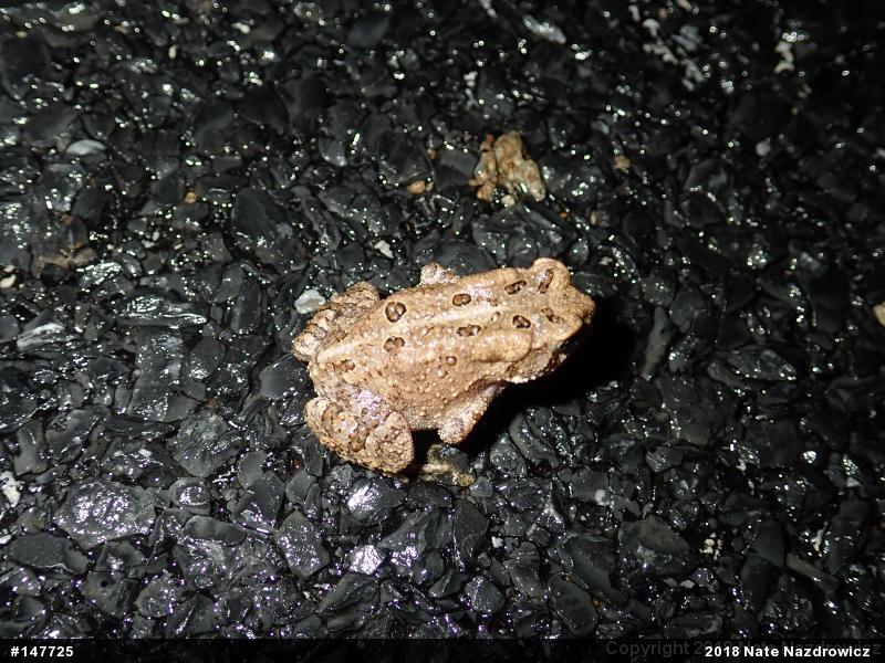 Eastern American Toad