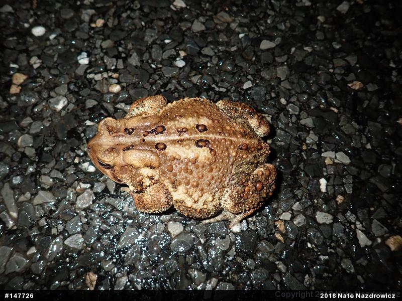 Eastern American Toad