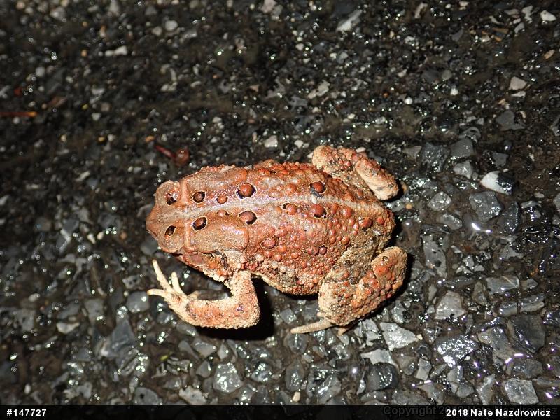 Eastern American Toad