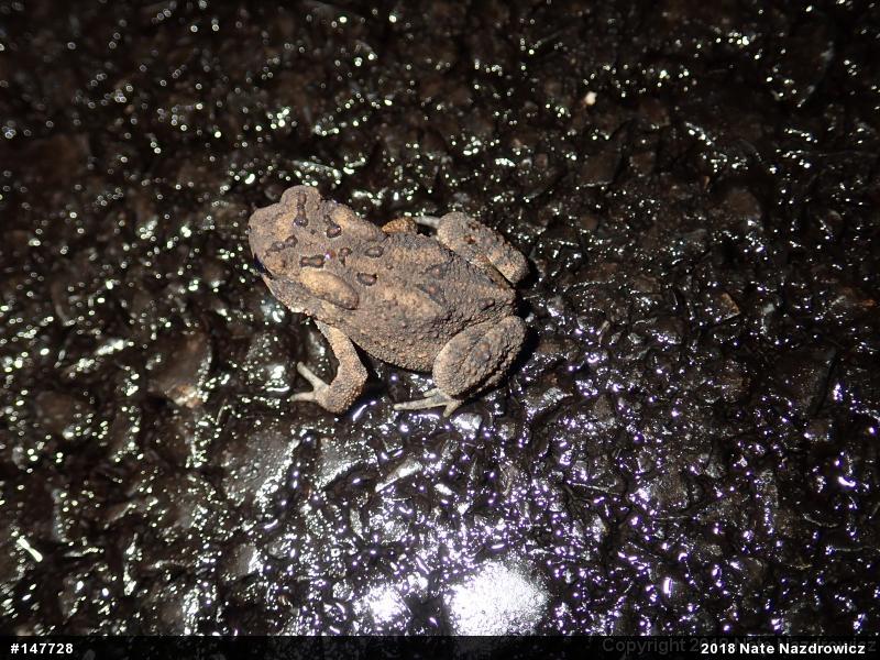 Eastern American Toad