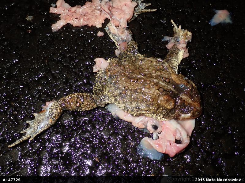 Eastern American Toad