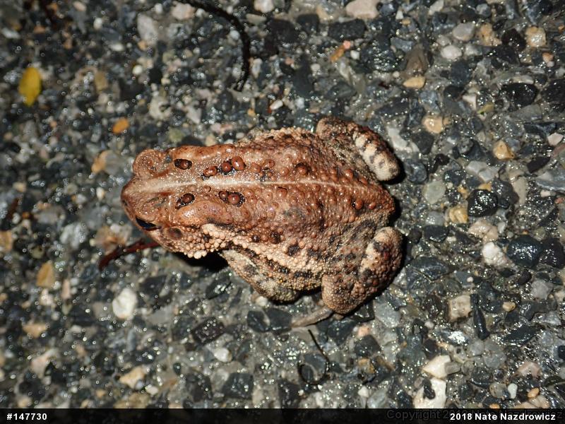 Eastern American Toad