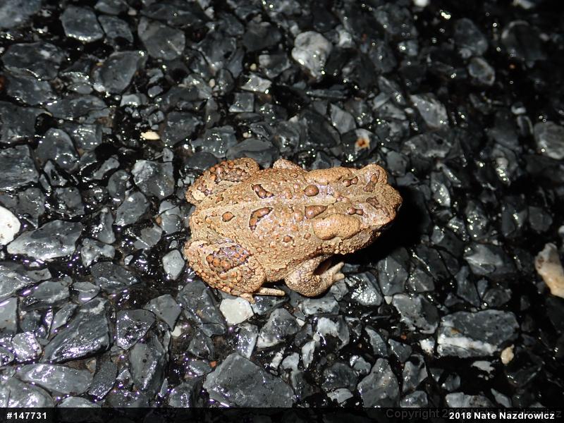 Eastern American Toad
