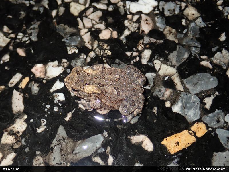 Eastern American Toad