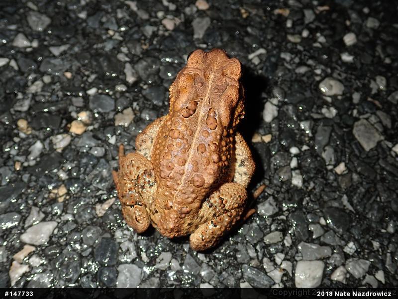 Eastern American Toad