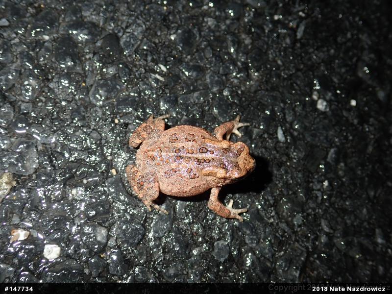 Eastern American Toad