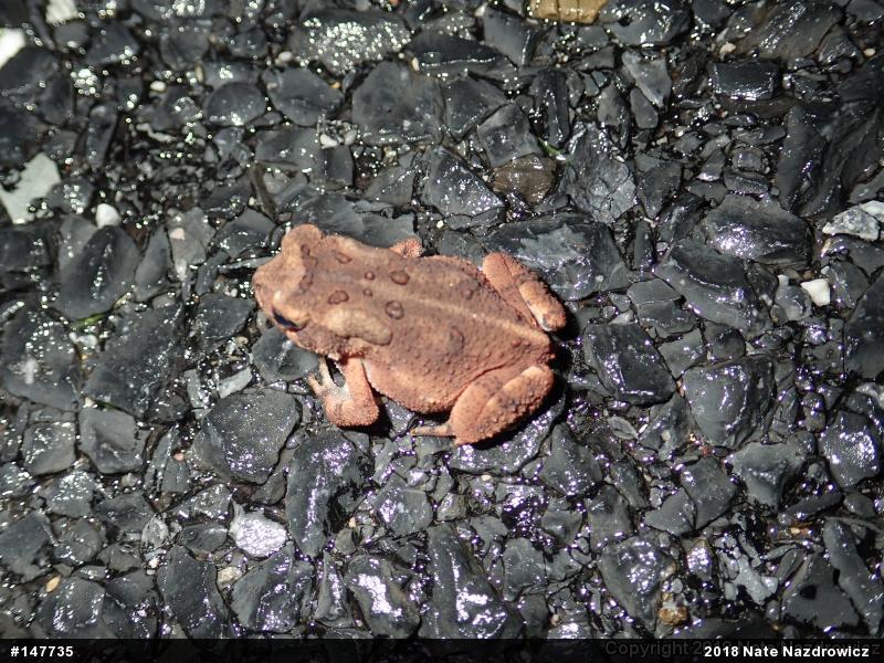 Eastern American Toad