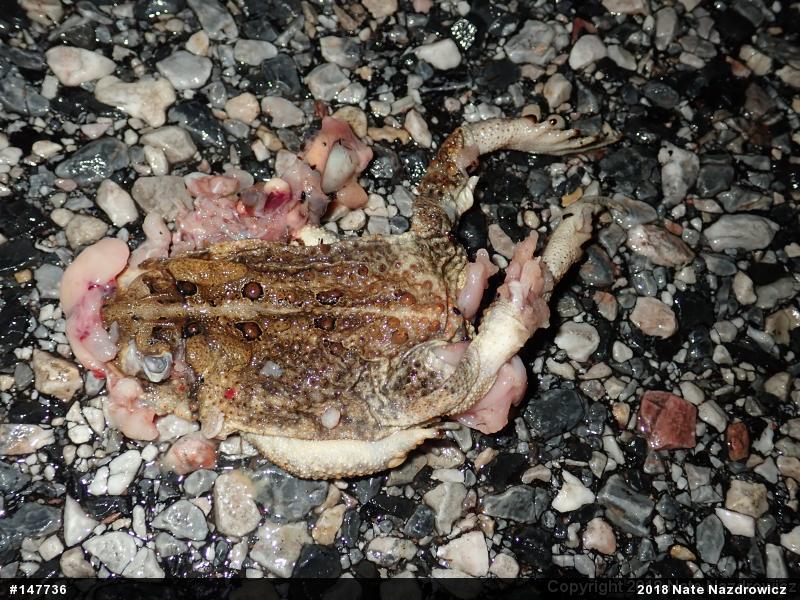 Eastern American Toad