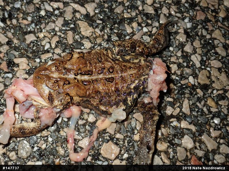 Eastern American Toad