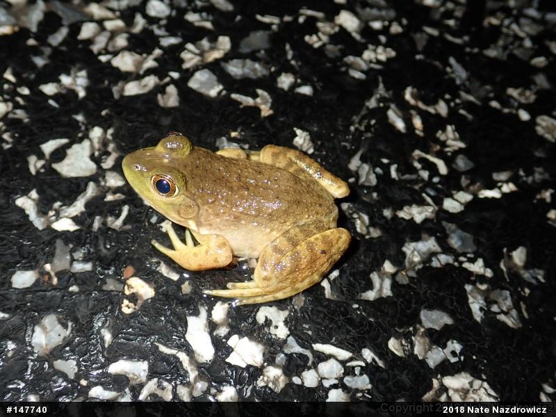 American Bullfrog