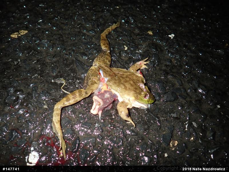 American Bullfrog