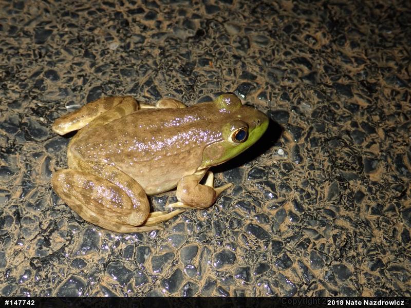 American Bullfrog