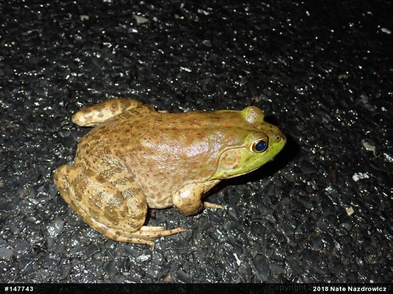 American Bullfrog