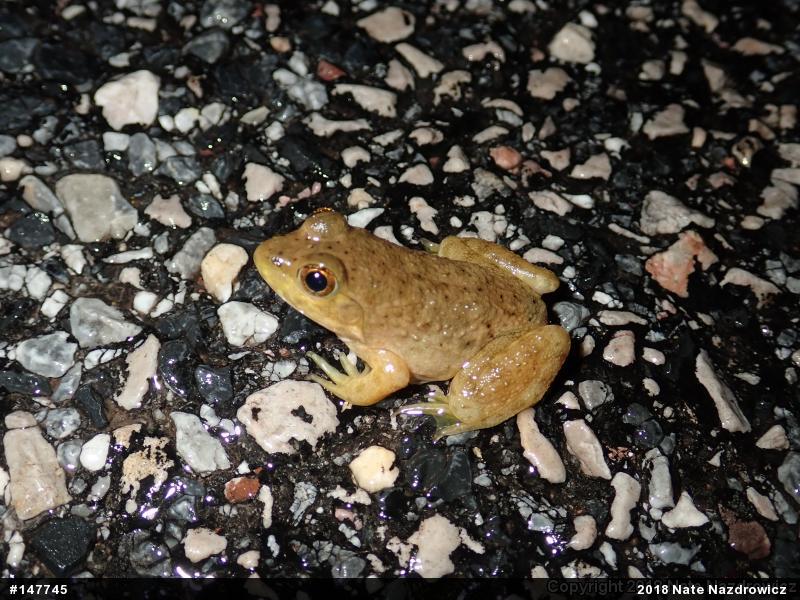 American Bullfrog