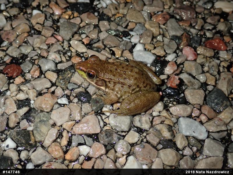 Green Frog