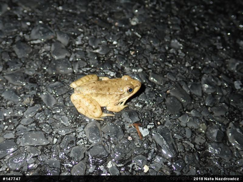 Green Frog