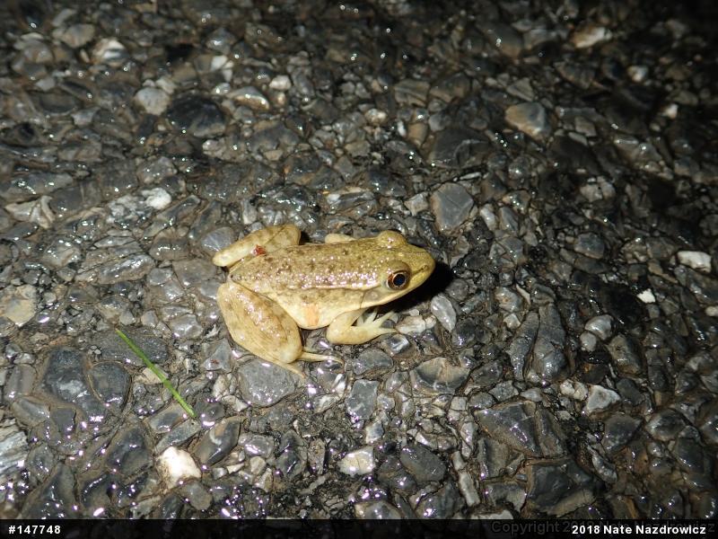 Green Frog