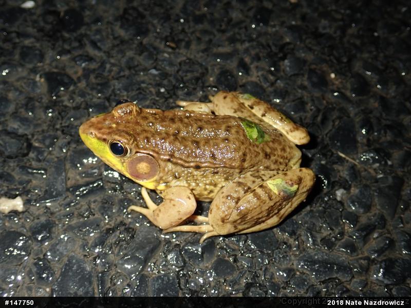 Green Frog