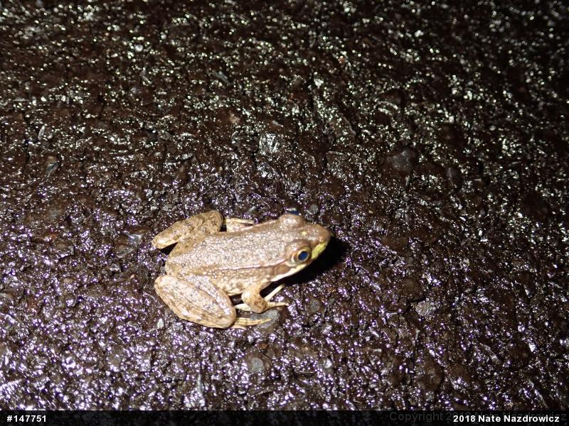 Green Frog