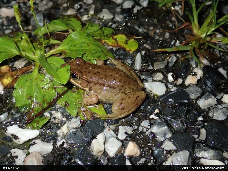Green Frog