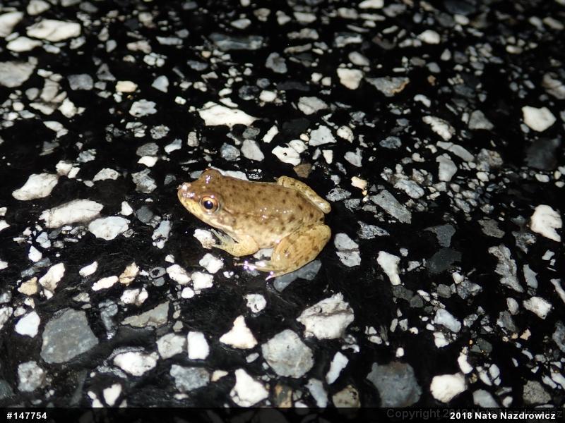 Green Frog