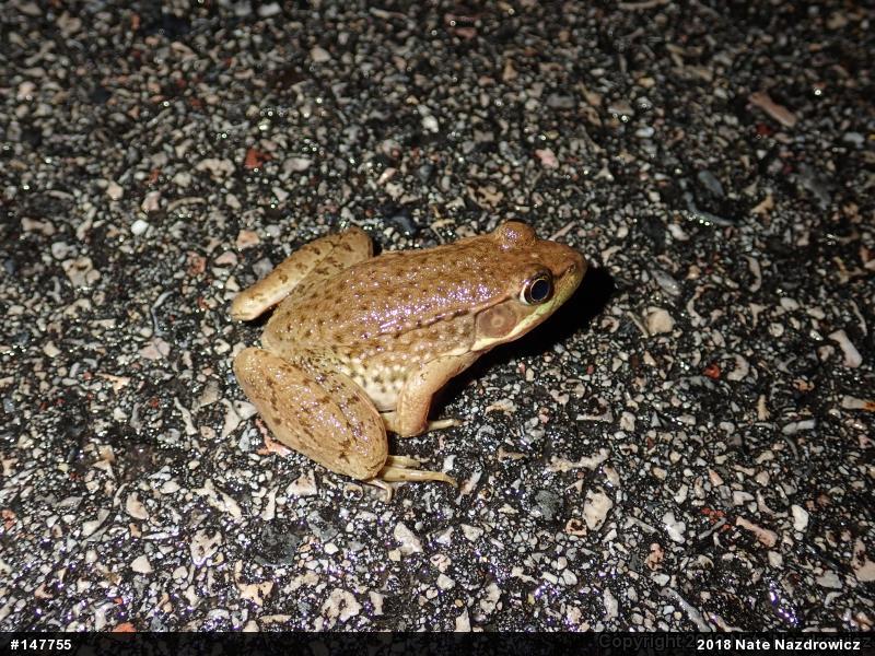 Green Frog