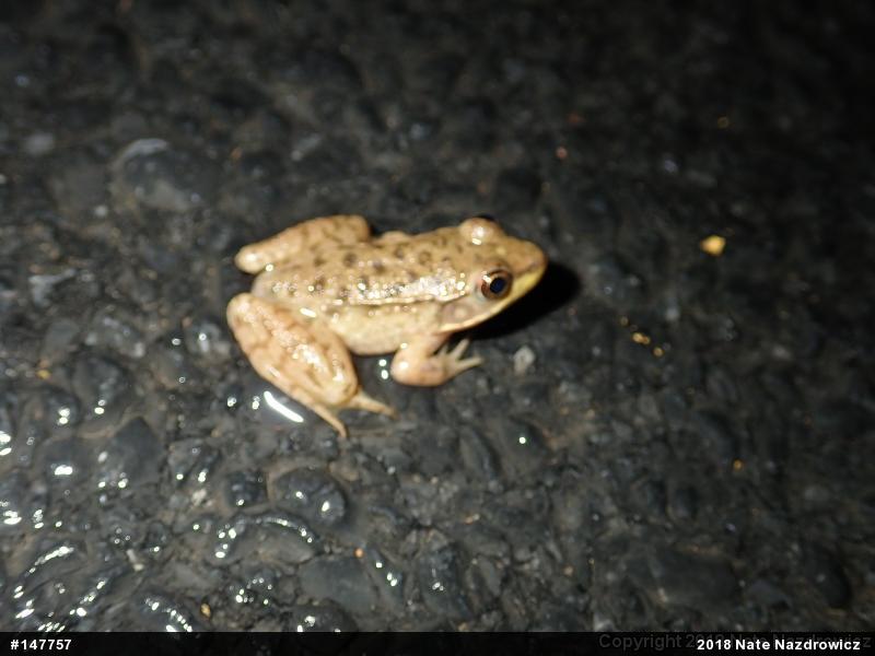 Green Frog