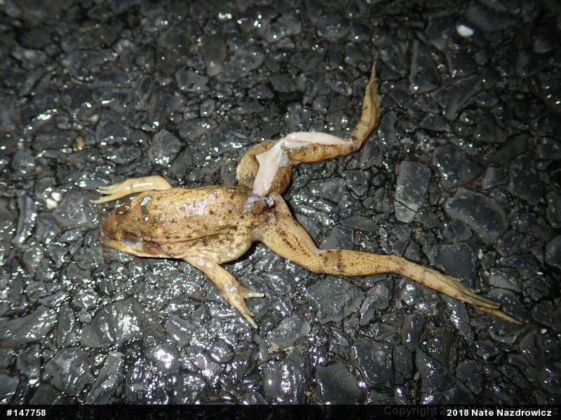 Green Frog