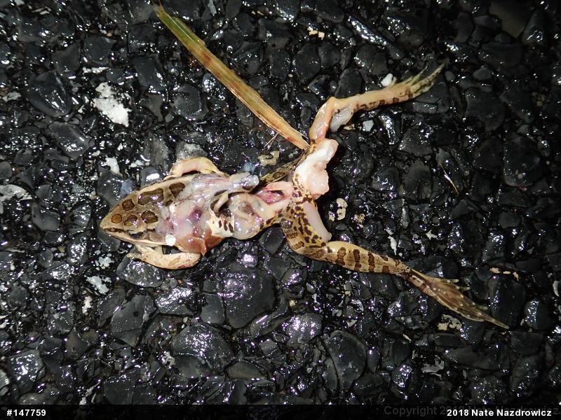 Pickerel Frog
