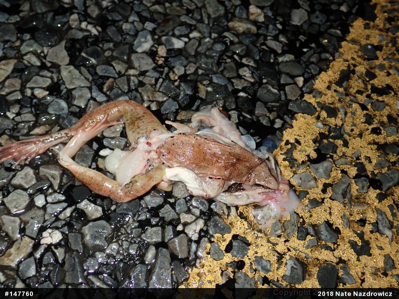 Wood Frog